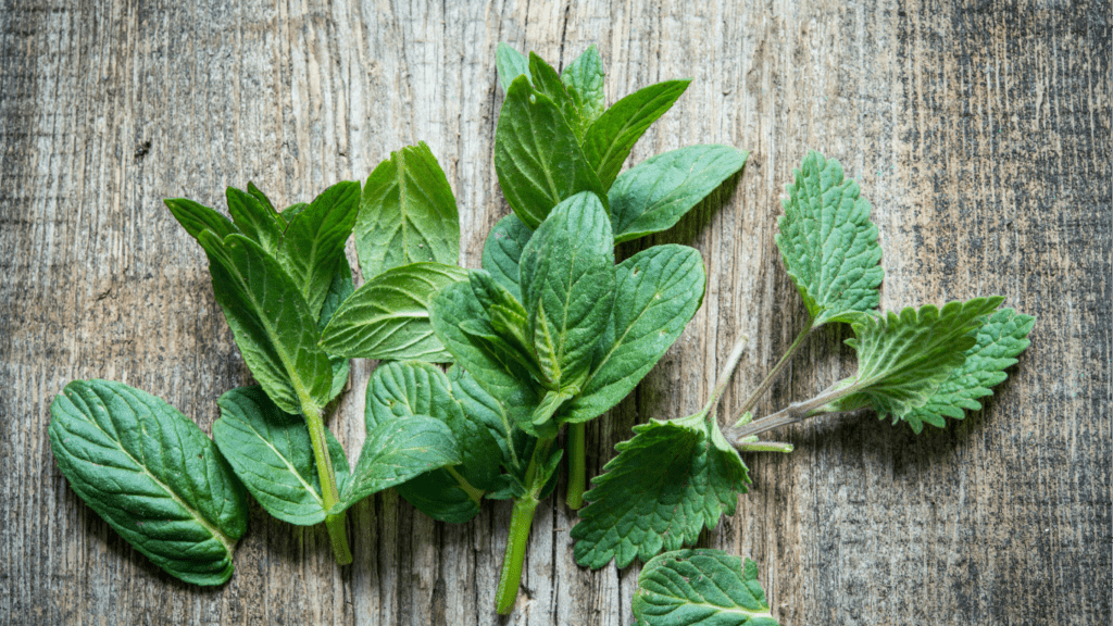 aceite de menta para ventosas anticelulíticas