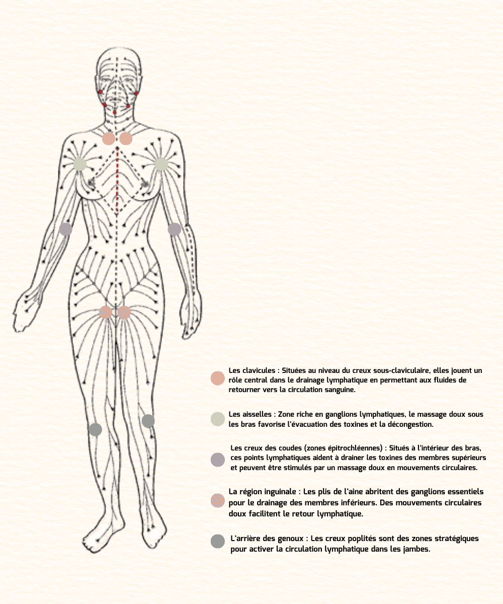 Schéma anatomique des principaux points lymphatiques à cibler durant un brossage à sec : clavicules, aisselles, creux des coudes, région inguinale et arrière des genoux